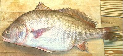 Freshwater Drum