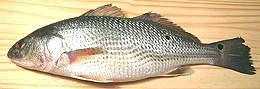 Whole Fish
