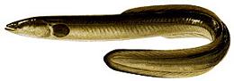 American Eel