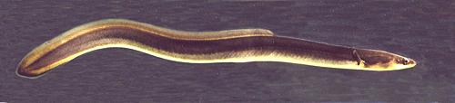 American Eel