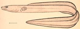Conger Eel