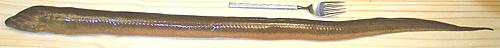 Swamp Eel