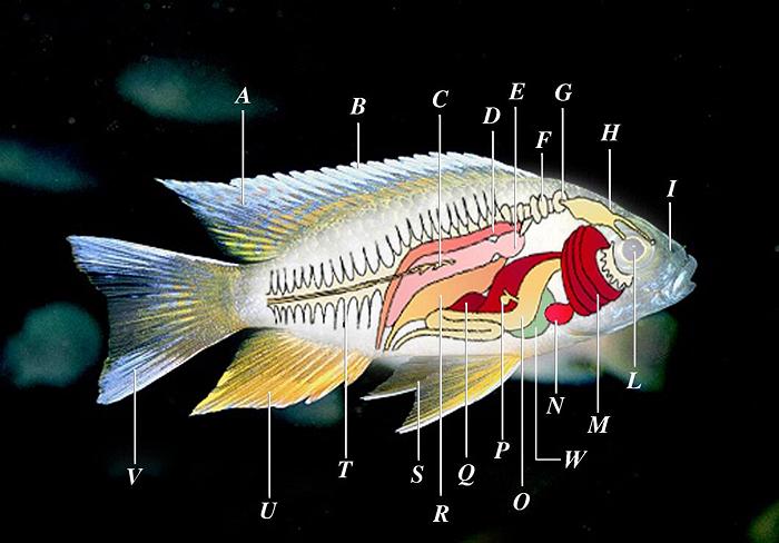 Inside diagram of a bony fish