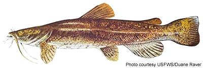 Illustration of Flathead Catfish