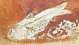 Fosil Fish