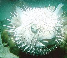 Fugu