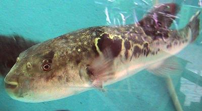 Live Swimming Fugu