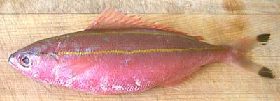 Dace