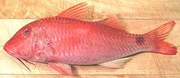 Indian Goatfish