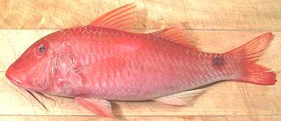 Whole Indian Goatfish