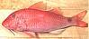 Goatfish