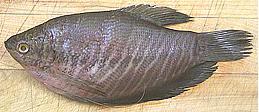 Snakeskin Gourami