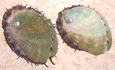 Two Live Abalones