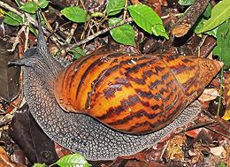 Live Giant African Land Snail