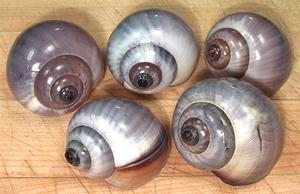 Cleaned Apple Snail Shells
