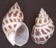 Oc Huong Shells