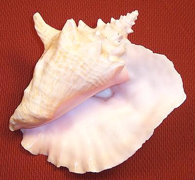 Cleaned Queen Conch Shell