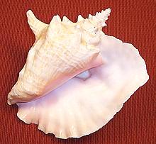Empty Queen Conch Shell