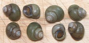 Frezen Round Moon Snails