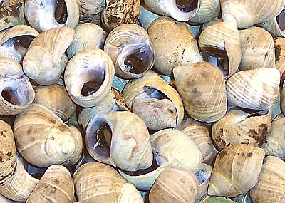 Periwinkles