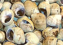 Periwinkle