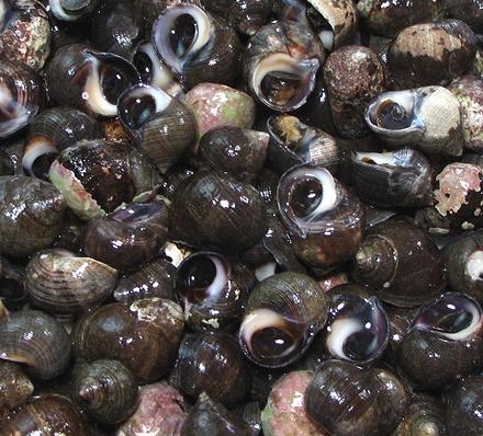 Lots of Periwinkles