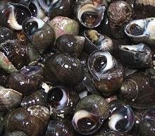 Live Periwinkles