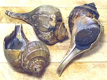 Live Channeled Whelks