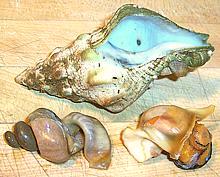 Removed from shell