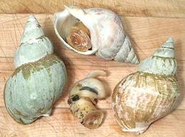 Common Whelks in Shell