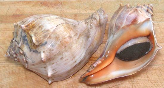 Two Live Knobbed Whelks