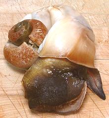 Whelk Removed from shell