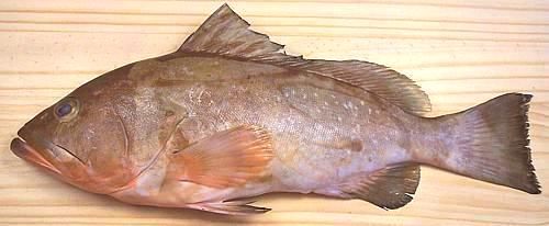 Whole Red Grouper Fish