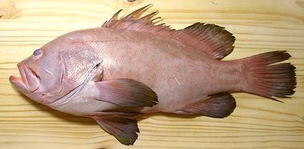 Whole Large Pink Grouper Fish