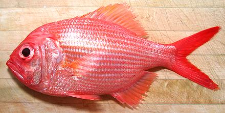 Whole Golden Snapper Fish
