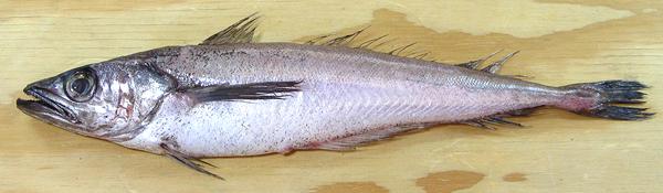 Whole Pacific Whiting