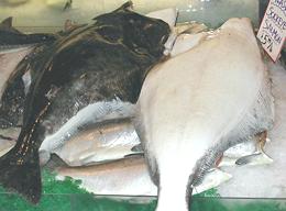 Two Halibut