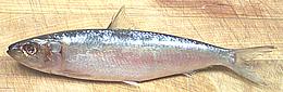 Whole Blue Herring