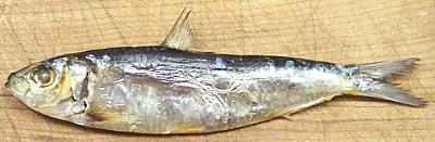 Tunsoy