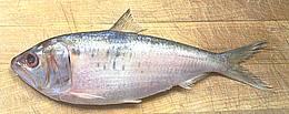 Whole Hilsa Shad