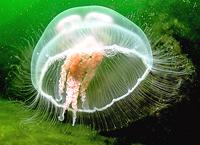 Live Moon Jelly