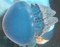 Live Blue Blubber Jellyfish