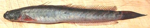 Whole Spiny Goby