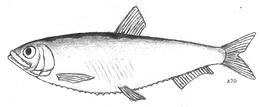 Kilka