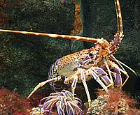 Spiny Lobster