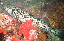 Lingcod