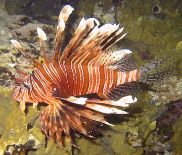 lionfish devil pterois firefish volitans miles common red