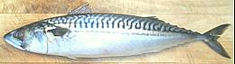 Mackerel