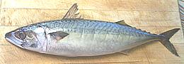 Mackerel