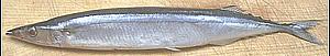 Mackerel